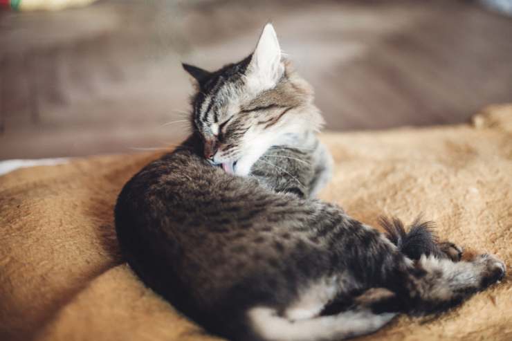 stress nel gatto rimedi