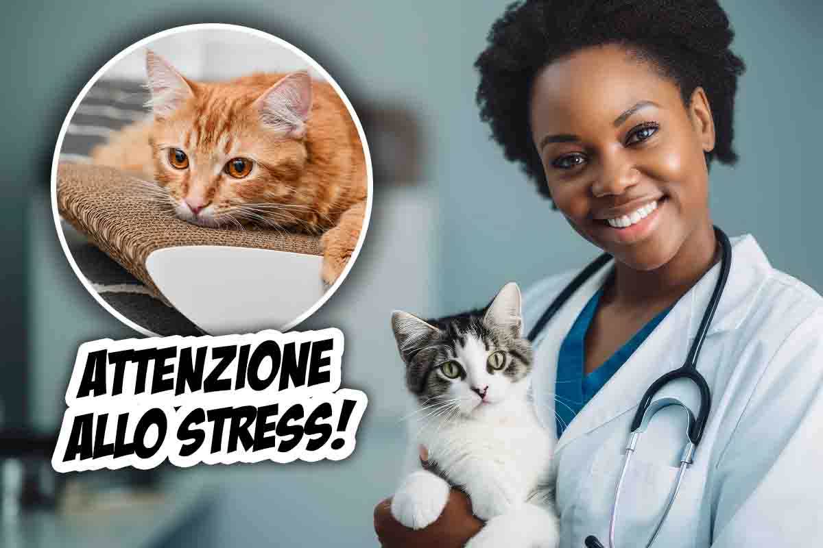 stress nel gatto sintomi
