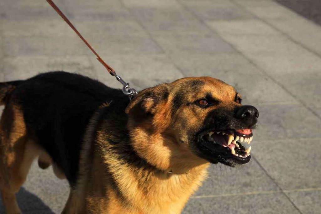 di chi è la responsabilità se il cane fa danni